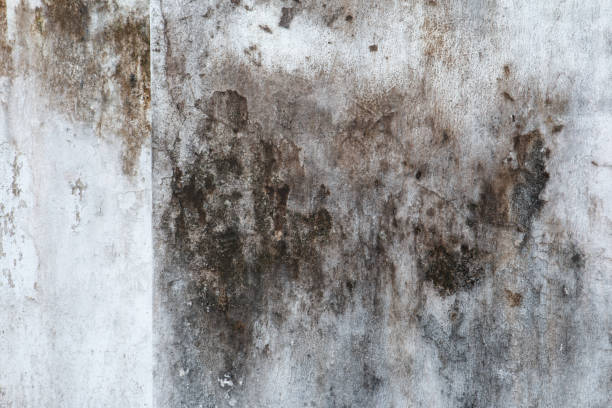 Best Commercial Mold Inspection  in Benson, MN