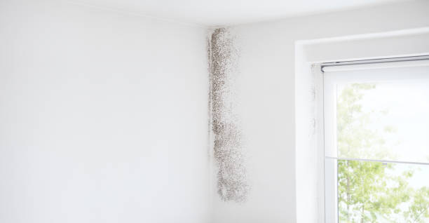 Best Attic Mold Removal  in Benson, MN