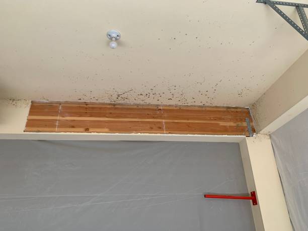 Best Post-Construction Mold Inspection  in Benson, MN