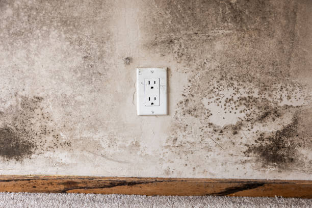 Best Indoor Air Quality Assessment  in Benson, MN