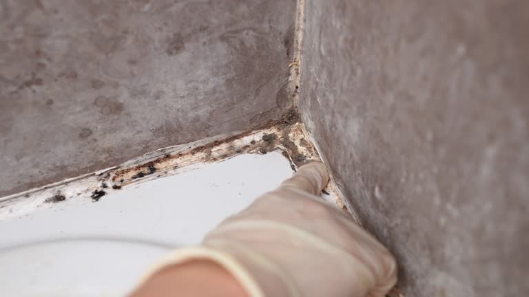 Reliable Benson, MN Mold Removal Solutions